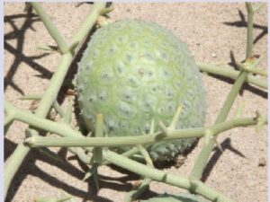 Acanthosicyos horridus (commonly known as nara melon)