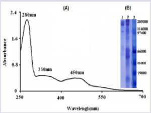V/Visible absorbance spectrum of Bovine XOR (A), 10% SDS-PAGE of XOR preparation (B). Lan1: purified bovine milk XOR; Lan2: crud bovine milk XOR and Lan3: molecular weight markers: Myosin 205 000; β-galactosidase 116 000; Phosphorylase 97 400; Serum albumin 66 000; Ovalbumin 45 000; Carbonic anhydrase 29 000.