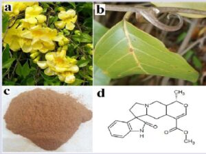 U. tomentosa (a) vine with flowers; (b) thorn; (c) powdered inner bark; (d) the oxindole alkaloid mitraphylline.