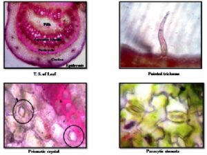 Photomicrographs of microscopic characteristics of P. pinnata leaf.