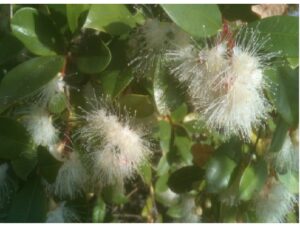 Syzygium leuhmannii leaves and flowers. Syzygium is a large genus of evergreen flowering plants
