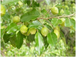 Petalostigma pubescens (commonly known as quinine bush) unripe fruit and leaves. Petalostigma is an Australian Euphorbiaceae genus which consists of 7 species.