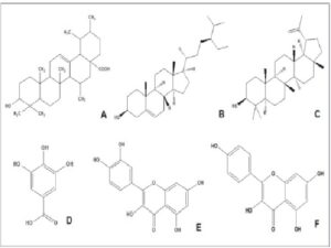 Structure of A) ursolic acid, B) β-sitosterol, C) lupeol, D) gallic acid, E) quercetin and F) kaempferol .