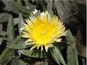 Carpobrotus edulis (commonly known as sour figure) is a succulent South African plant