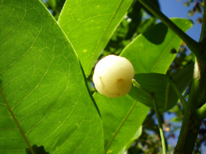 Leave and fruit of Acronychia acidula (lemon aspen).