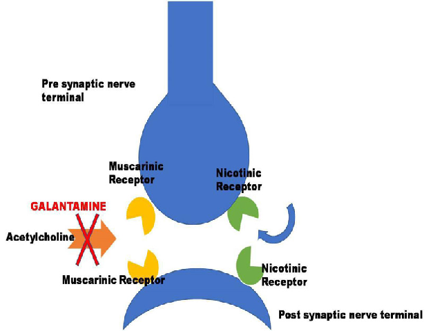 A Review On Pharmacological Potential Of Galantamine Pharmacognosy Communications