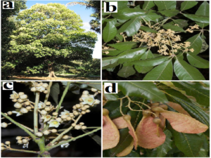 H. actinophyllum (a) whole tree, (b) leaves, (c) flowers and (d) seed pods.
