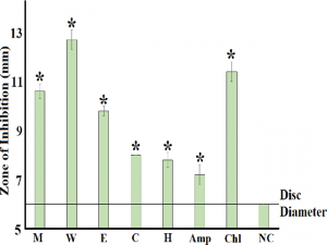 Antibacterial activity of A. lappa root extracts against A. baylyi (ATCC33304) measured as zones of inhibition (mm)