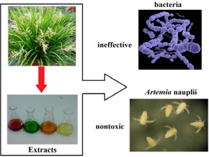 Extracts of Lomandra hystrix Labill. Aerial Parts Lack Antibacterial Activity and are Non-toxic in vitro